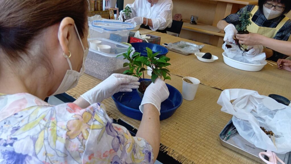 ヤブコウジの苗の根をほぐしながら鉢に植え込む様子