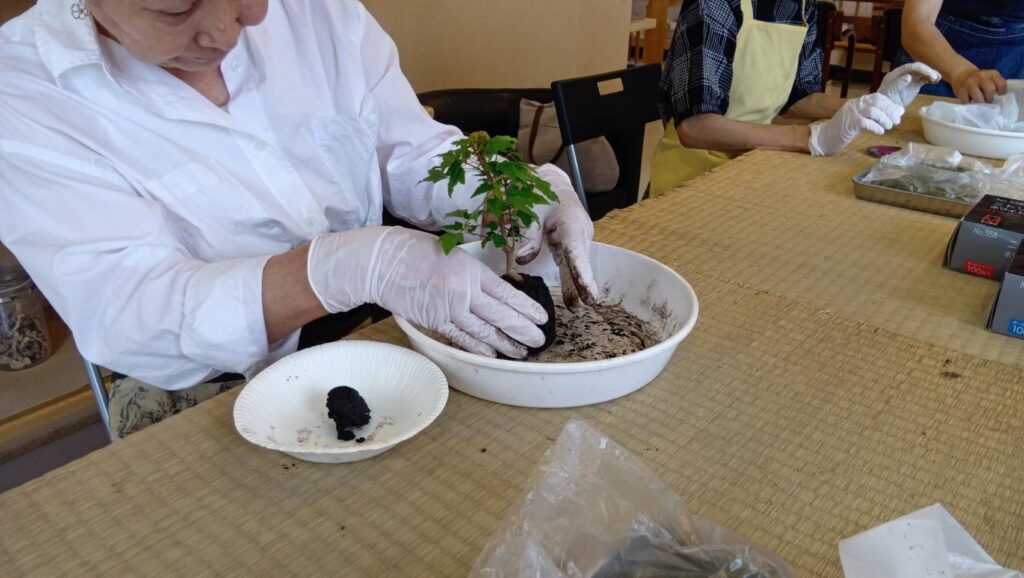 カエデの苗を鉢に植え込む様子