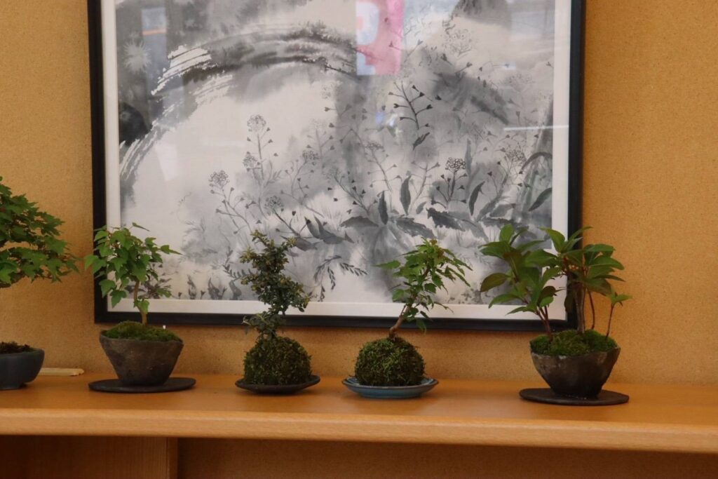 店内の棚に並んだ、完成した盆栽作品