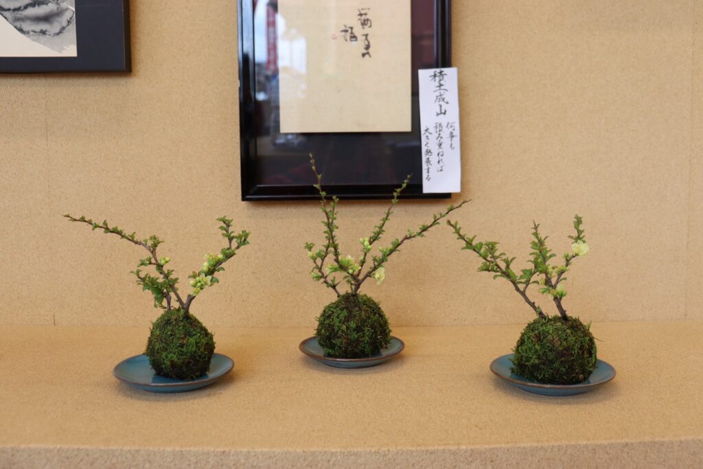 白長寿梅の苔玉3点が棚に並んだ展示風景