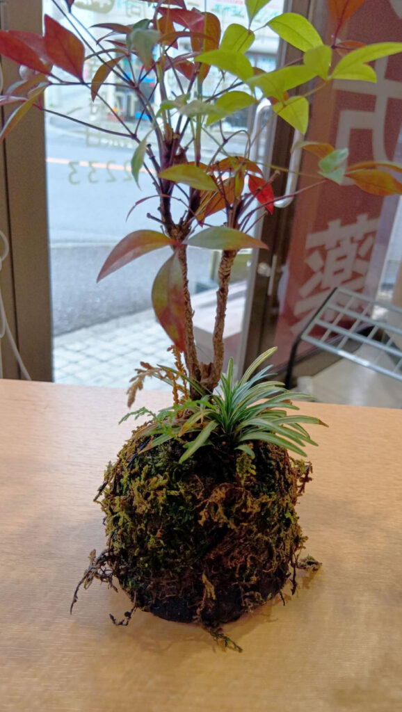 植え替え前の山もみじの苔玉