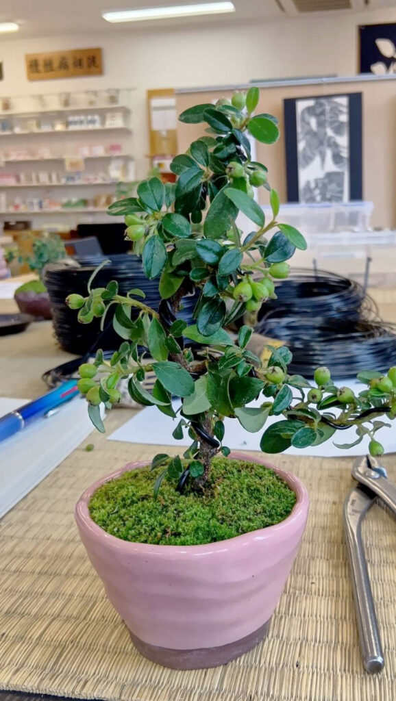カマツカコケモモの苔玉作品。黄緑色の実をつけている