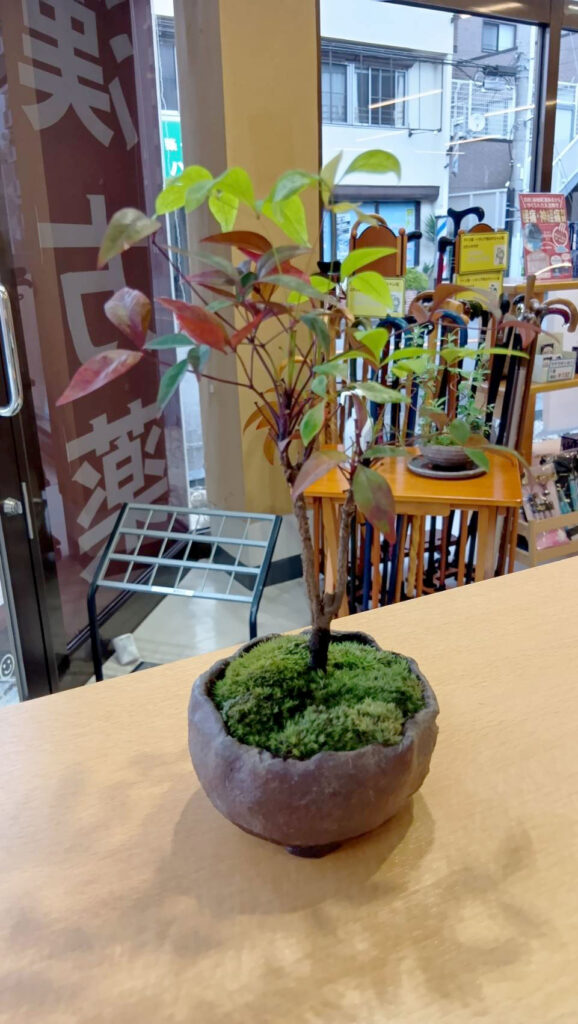鉢へ植え替えた後の山もみじ