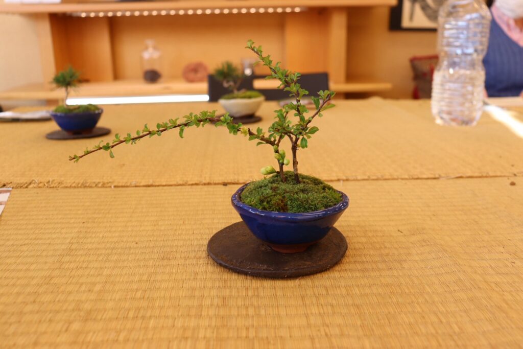 完成した白長寿梅の盆栽。青い鉢に苔が広がる