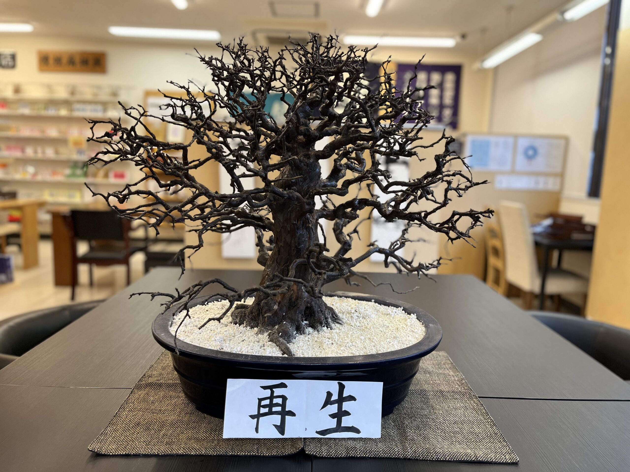 にこにこ薬局店内に飾られたカリンの盆栽。プレートに「再生」の文字