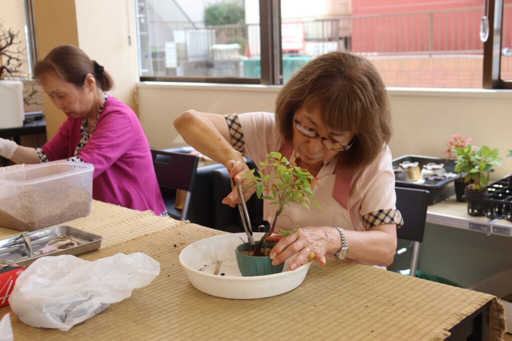 小さな鉢に植えた樹を、はさみで整える様子