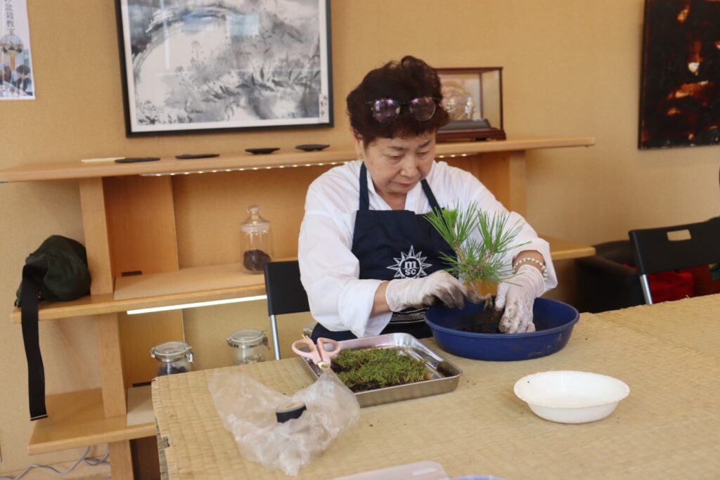 黒松の苗を持ち、受け皿の上で植え付ける様子