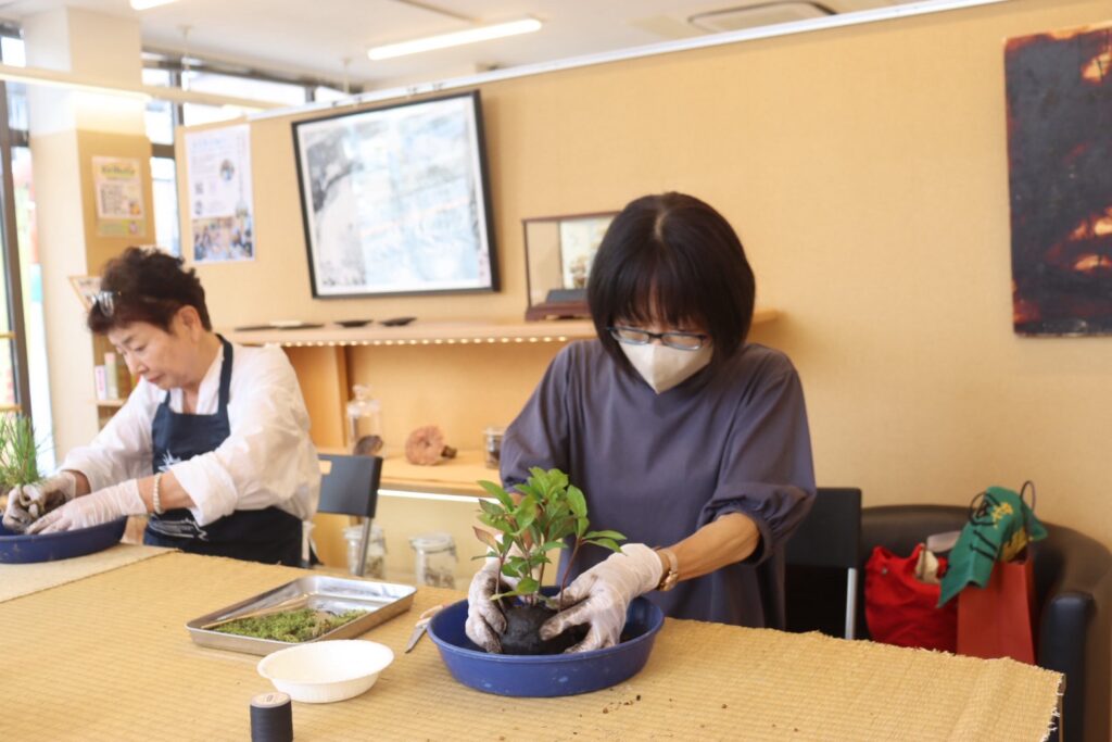 丸みのある葉の樹を、受け皿の上で鉢に植え付ける様子