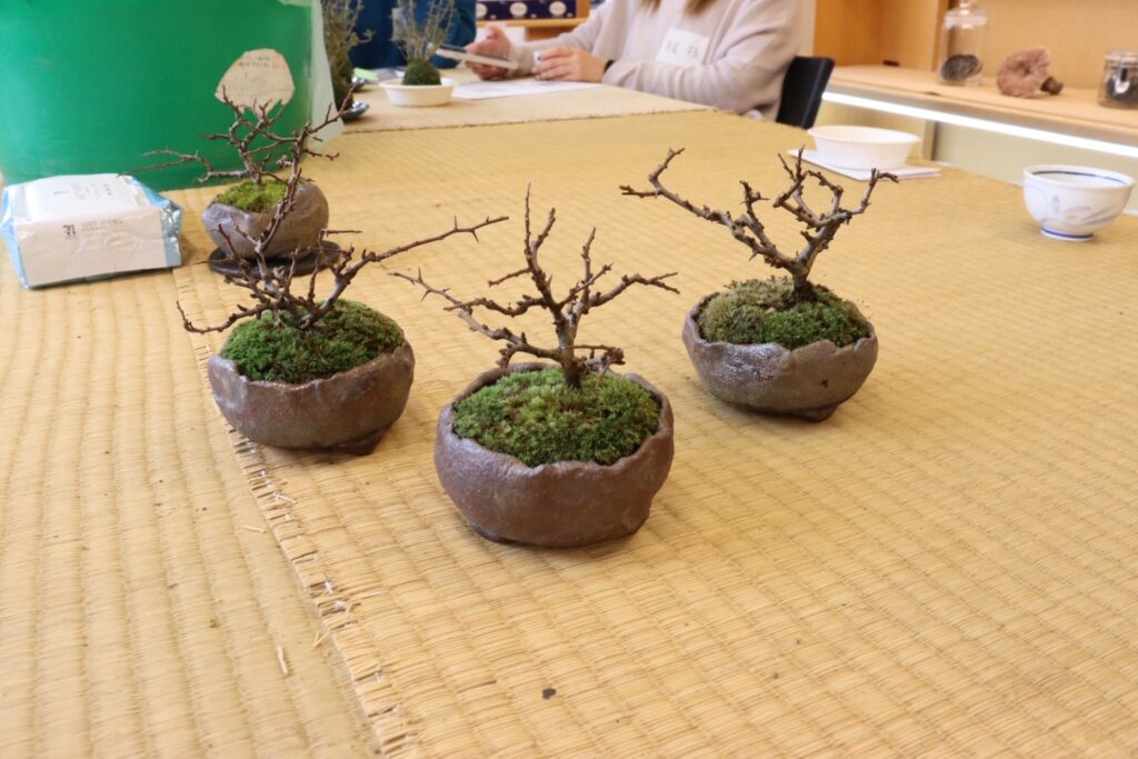 盆栽教室の作品（紅長寿梅）