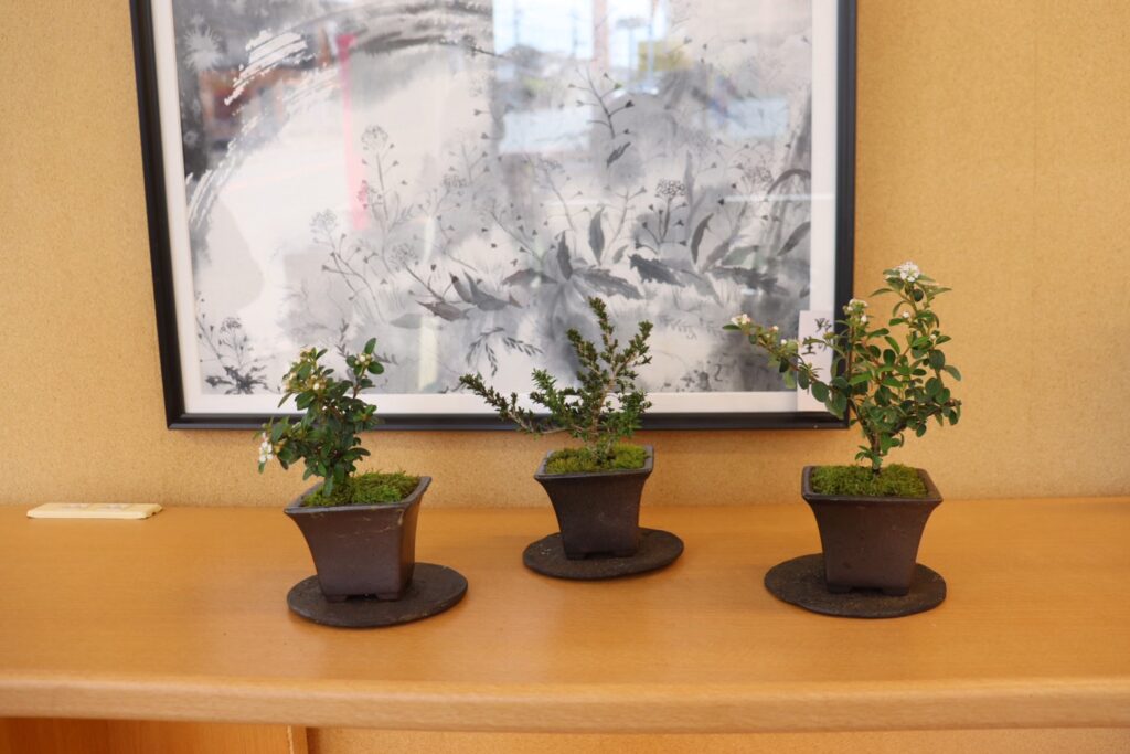 完成した盆栽3点。マツカコケモモ、姫香丁木、チャボヤブデマリ