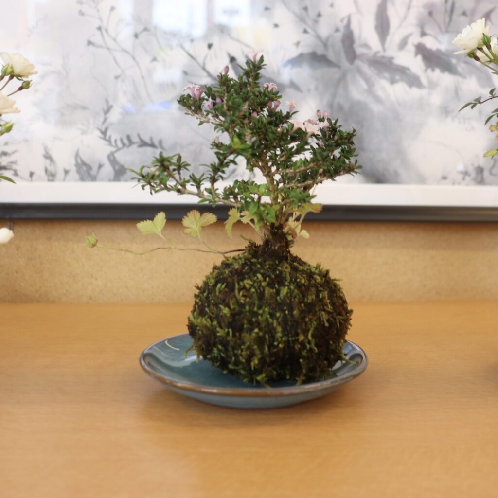 苔玉の完成作品アップ写真